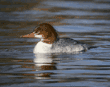 common merganser, female