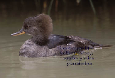 hooded merganser, female