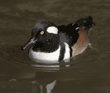 hooded merganser, male