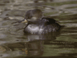 hooded merganser, female