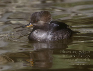 hooded merganser, female