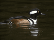 hooded merganser, male