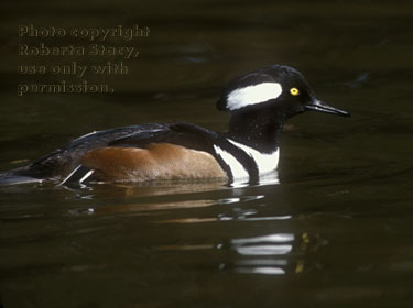 hooded merganser, male