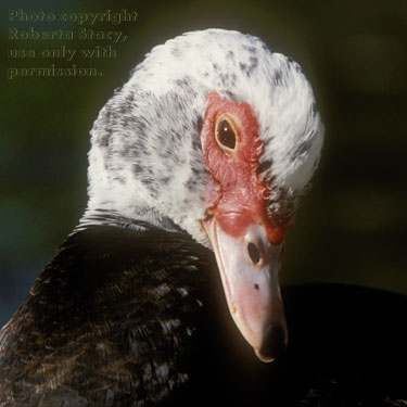 Muscovy