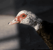 Muscovy