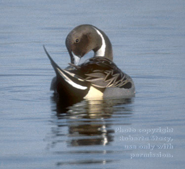 northern pintail, male