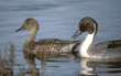 northern pintails