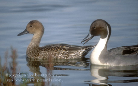 northern pintails