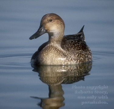 northern pintail, female