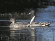 northern pintails