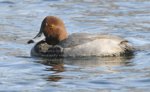 redhead, male