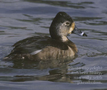 ring-necked duck, female