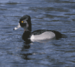 ring-necked duck, male