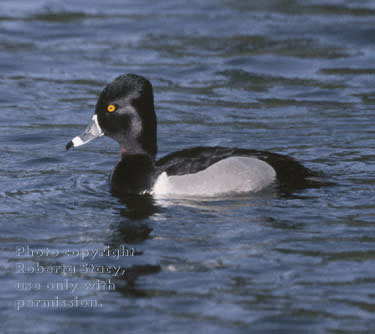 ring-necked duck, male