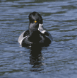 ring-necked duck, male