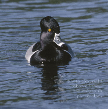 ring-necked duck, male