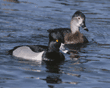 ring-necked ducks