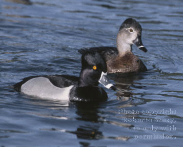 ring-necked ducks