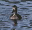 ring-necked duck, female