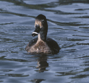 ring-necked duck, female