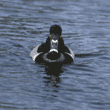 ring-necked duck, male