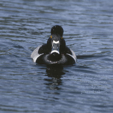 ring-necked duck, male