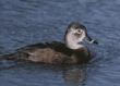 ring-necked duck, female