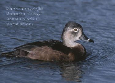 ring-necked duck, female