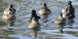 ring-necked ducks, 5 males and 4 females