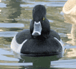 male ring-necked duck