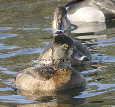 female ring-necked ducks