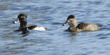 male & female ring-necked ducks