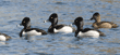 ring-necked ducks, males & female