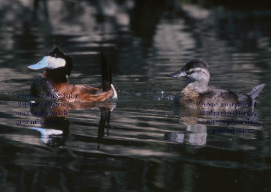 ruddy ducks