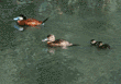 ruddy duck family