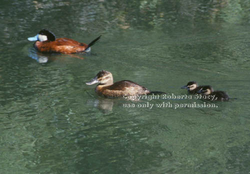 ruddy duck family