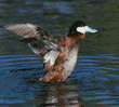 ruddy duck, male