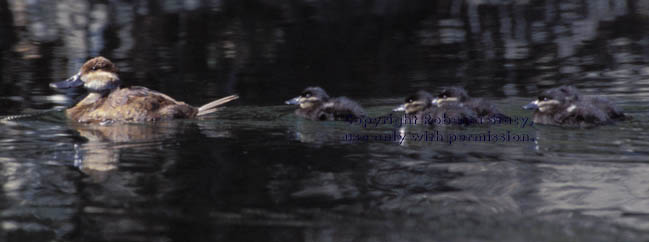 ruddy duck & 5 ducklings