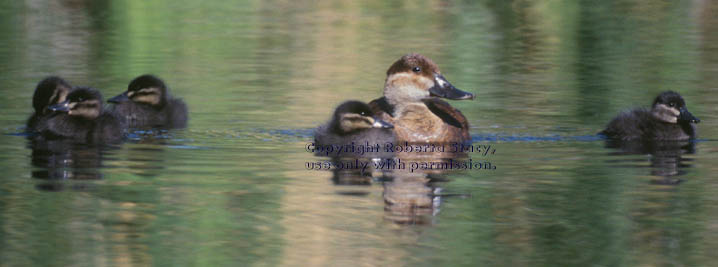 ruddy duck & 5 ducklings