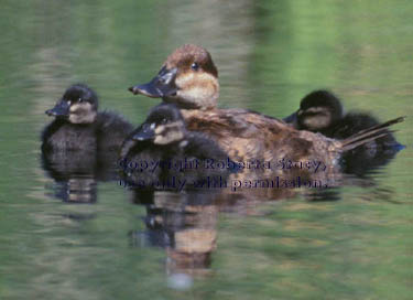 ruddy duck & ducklings