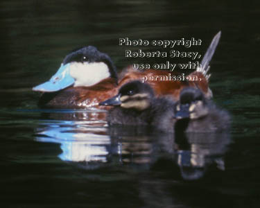 ruddy duck & his ducklings