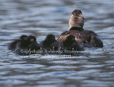 ruddy duck & four ducklings