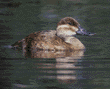 ruddy duck, female