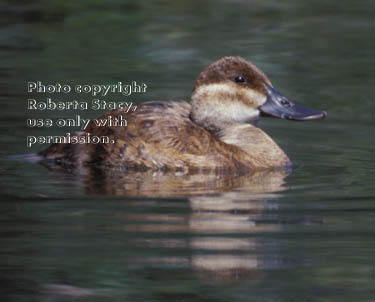 ruddy duck, female