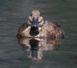 ruddy duck, female