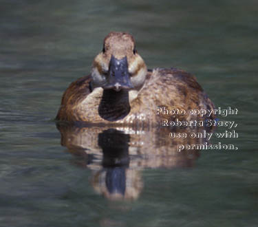 ruddy duck, female