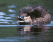 ruddy duck