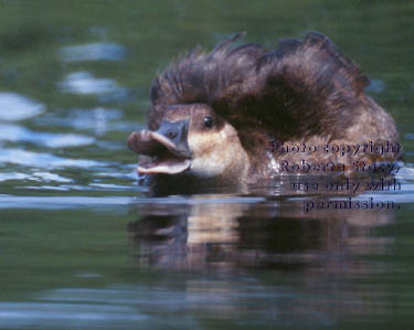 ruddy duck