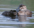 ruddy duck & ducklings