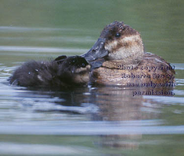 ruddy duck & ducklings